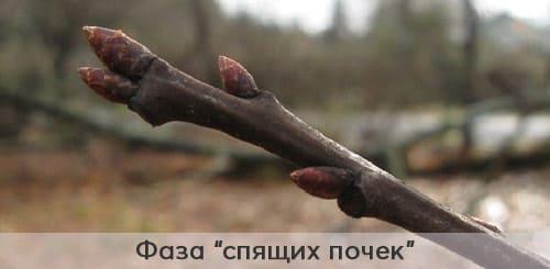 Болезни и вредители сада. Добавление статьи в новую подборку 10