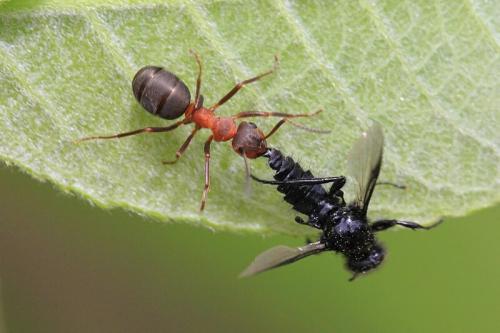Черные мухи на огороде. Муха чёрная Bibio marci из семейства комаров-толстоножек