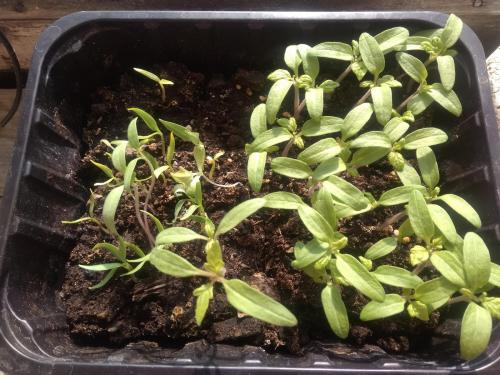 Пикировка. Для чего пикируют рассадные культуры