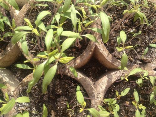 Пикировка. Для чего пикируют рассадные культуры