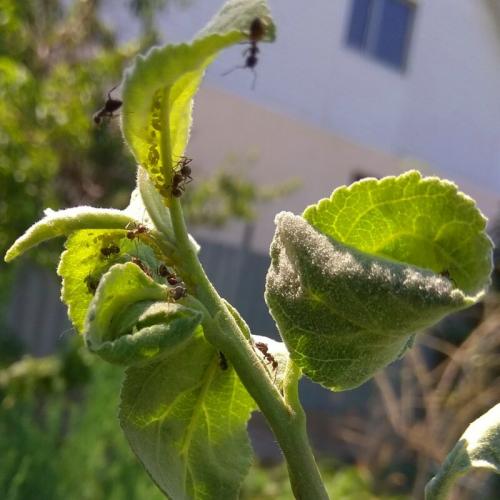 Болезни и вредители сада. Добавление статьи в новую подборку 02