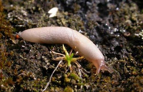 Болезни и вредители сада. Добавление статьи в новую подборку 01