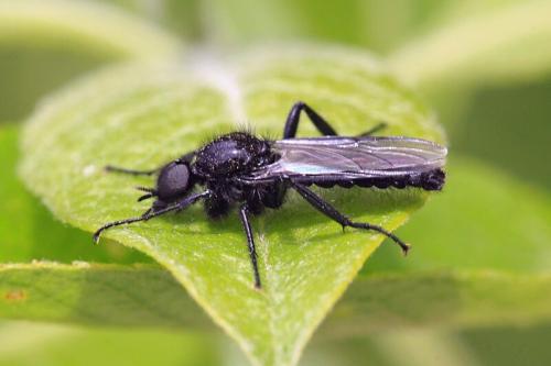 Черные мухи на огороде. Муха чёрная Bibio marci из семейства комаров-толстоножек