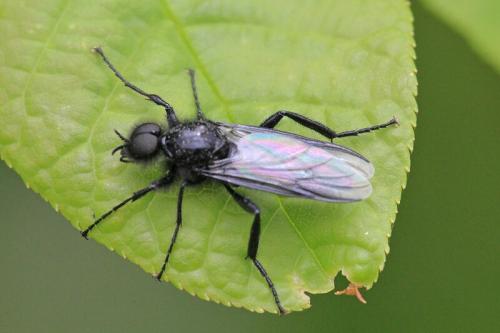 Черные мухи на огороде. Муха чёрная Bibio marci из семейства комаров-толстоножек