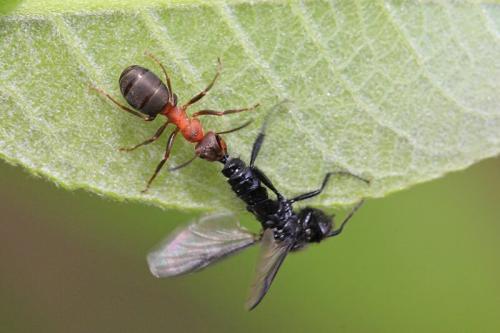 Черные мухи на огороде. Муха чёрная Bibio marci из семейства комаров-толстоножек