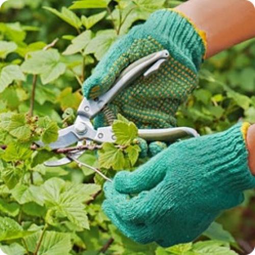 Уход за черной смородиной после сбора урожая. КАК ПРАВИЛЬНО УХАЖИВАТЬ ЗА СМОРОДИНОЙ ПОСЛЕ СБОРА УРОЖАЯ