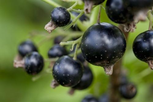 Черная смородина с чем сажать. Не знаете, где посадить смородину? Поможем выбрать лучшие места на вашем участке