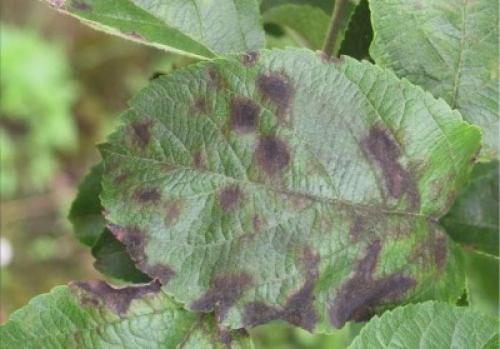 Гриб на дереве лечение. Виды грибковых заболеваний и факторы, способствующие их развитию