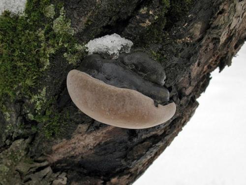 Трутовик на яблоне. Лечим