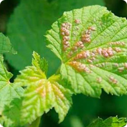 Уход за черной смородиной после сбора урожая. КАК ПРАВИЛЬНО УХАЖИВАТЬ ЗА СМОРОДИНОЙ ПОСЛЕ СБОРА УРОЖАЯ