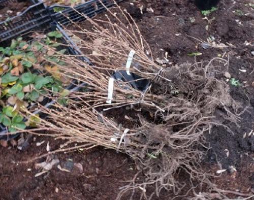 Посадка смородины осенью от А до Я