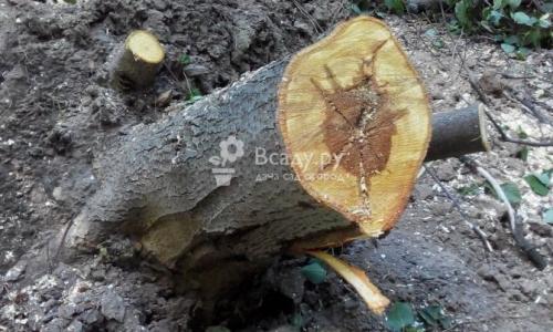 Признаки поражения яблони грибом трутовиком