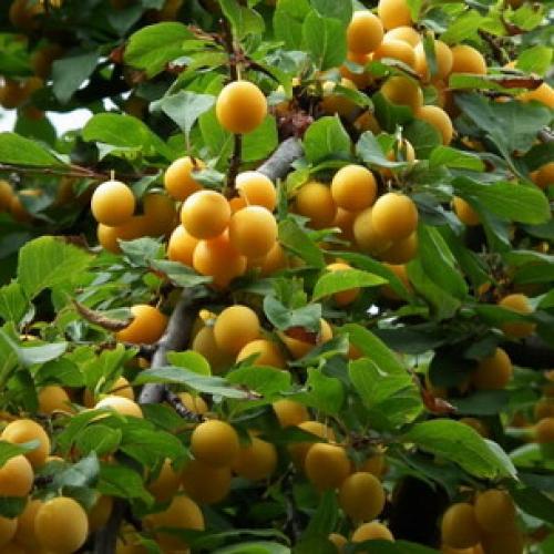 Сорта сливы для Краснодарского. Самые подходящие сорта сливы для Средней полосы России 18