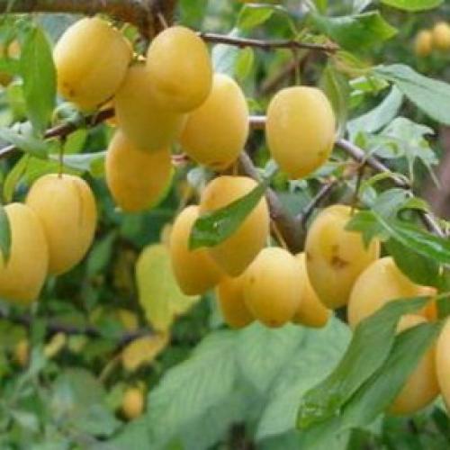 Сорта сливы для Краснодарского. Самые подходящие сорта сливы для Средней полосы России 20