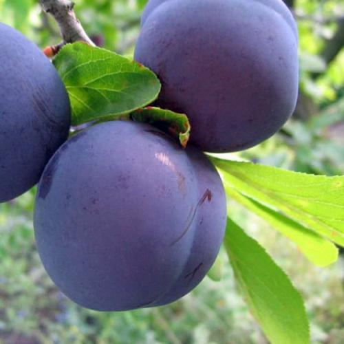 Каталог сортов слив. Сорта слив – 60 сортов 2022 года с описанием и фото