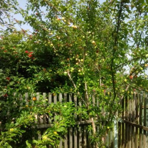 Сорта сливы для Краснодарского. Самые подходящие сорта сливы для Средней полосы России 15