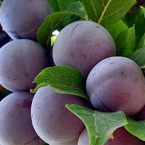 Сорта сливы для Краснодарского. Самые подходящие сорта сливы для Средней полосы России 23