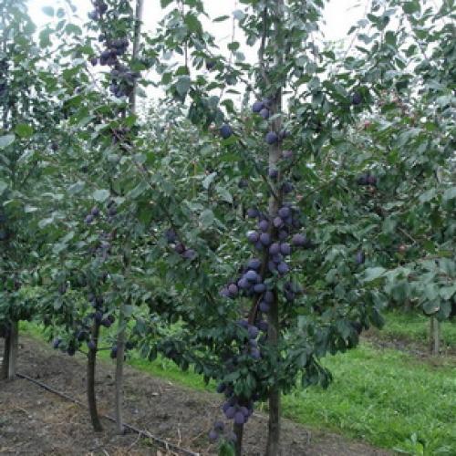 Сорта сливы для Краснодарского. Самые подходящие сорта сливы для Средней полосы России 13