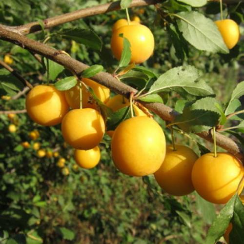 Сорта сливы для Краснодарского. Самые подходящие сорта сливы для Средней полосы России 21