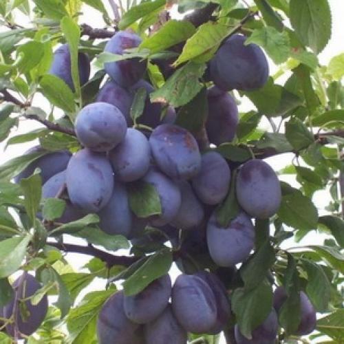 Сорта сливы для Краснодарского. Самые подходящие сорта сливы для Средней полосы России 14