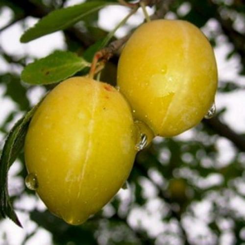 Сорта сливы для Краснодарского. Самые подходящие сорта сливы для Средней полосы России 22