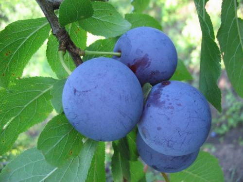 Каталог сортов слив. Сорта слив – 60 сортов 2022 года с описанием и фото