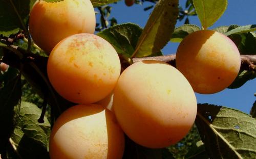 Каталог сортов слив. Сорта слив – 60 сортов 2022 года с описанием и фото