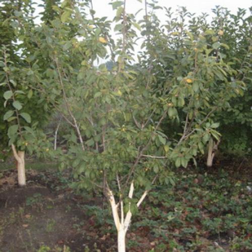 Сорта сливы для Краснодарского. Самые подходящие сорта сливы для Средней полосы России 19