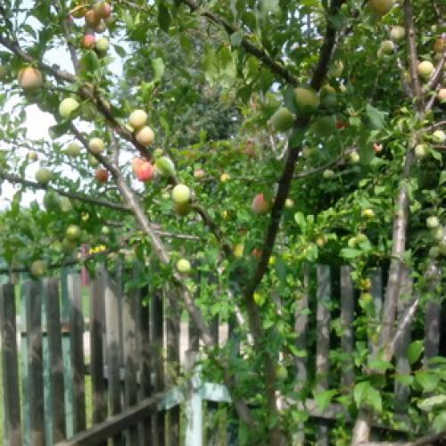 Сорта сливы для Краснодарского. Самые подходящие сорта сливы для Средней полосы России 17