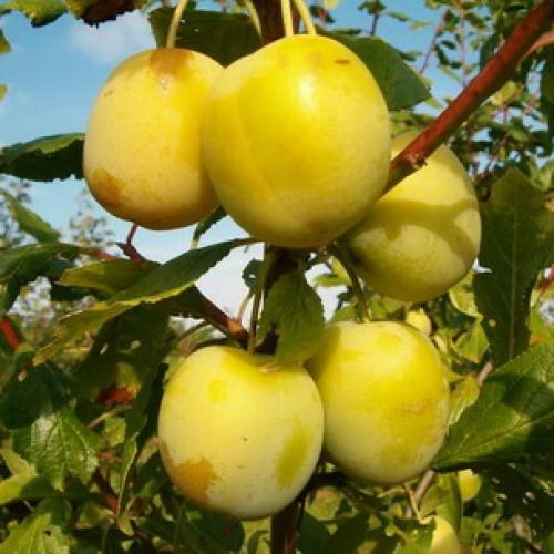 Сорта сливы для Краснодарского. Самые подходящие сорта сливы для Средней полосы России 16