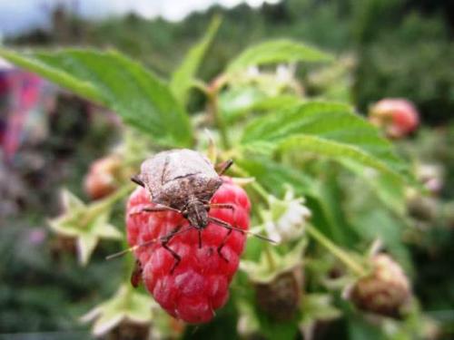 Обработка малины медным купоросом. Обработка от вредителей