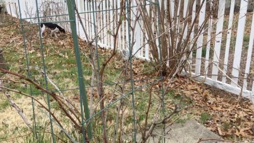 График опрыскивания малины. Календарь ухода за малиной по месяцам: сезонные обработки, подкормки, полив