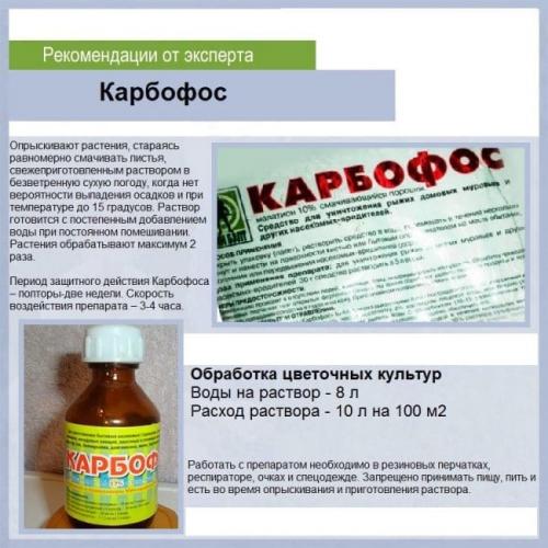 Как обработать малину карбофосом. Что такое Карбофос