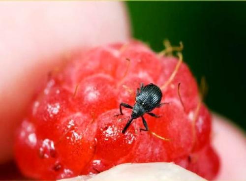 Обработка малины медным купоросом. Обработка от вредителей