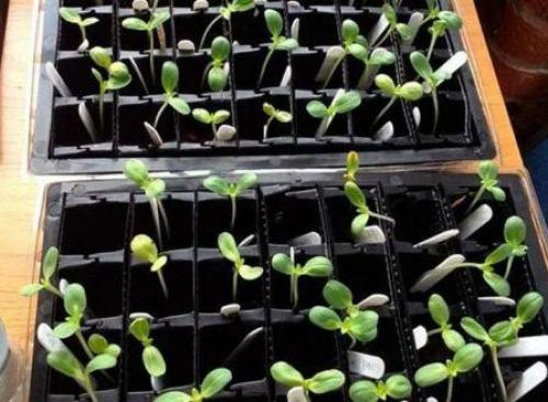 Как вырастить декоративный подсолнух. Выращивание декоративного подсолнуха на участке