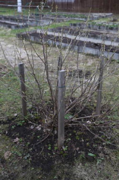 Чем обработать ягодные кустарники ранней весной. Бордоская смесь или жидкость 02