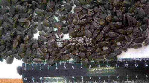 Как посадить подсолнух дома. Что вам понадобится