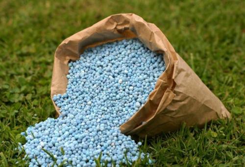 Уход за ягодными кустарниками весной. Уход за плодовыми кустарниками весной