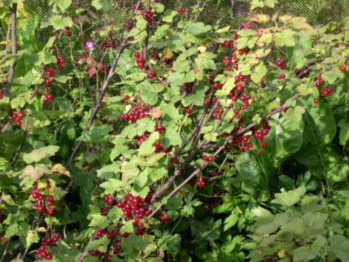 Чем обработать ягодные кустарники ранней весной. Бордоская смесь или жидкость 01