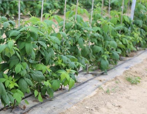 Уход за ягодными кустарниками весной. Уход за плодовыми кустарниками весной