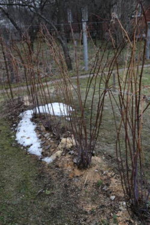 Чем обработать ягодные кустарники ранней весной. Бордоская смесь или жидкость 03