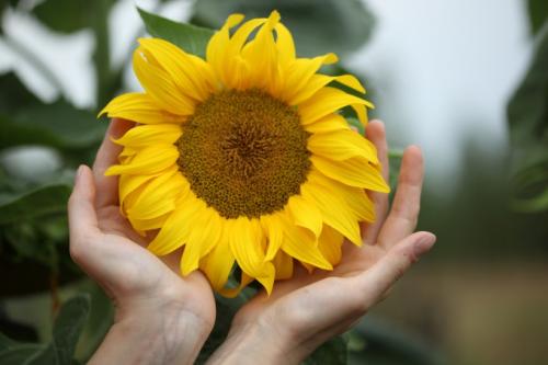 Какой стороной сажать семена подсолнуха. Как сажать подсолнухи