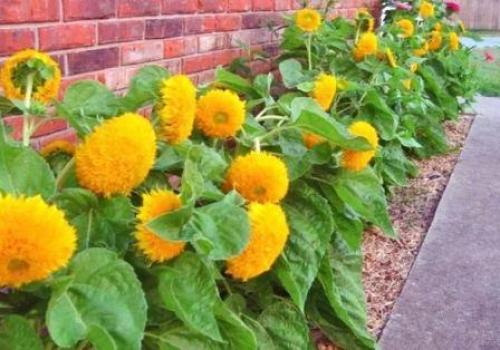 Как вырастить декоративный подсолнух. Выращивание декоративного подсолнуха на участке