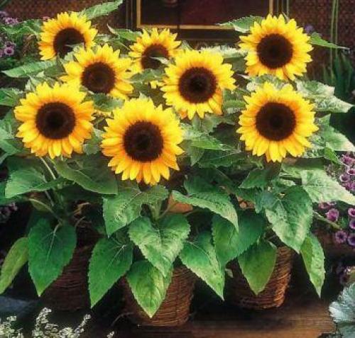 Как вырастить декоративный подсолнух. Выращивание декоративного подсолнуха на участке