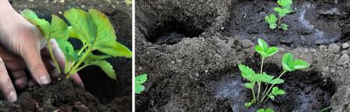 Обработка ягод весной. КАК ОБРАБАТЫВАТЬ КЛУБНИКУ (ЗЕМЛЯНИКУ САДОВУЮ) ВЕСНОЙ ПОСЛЕ ЗИМЫ