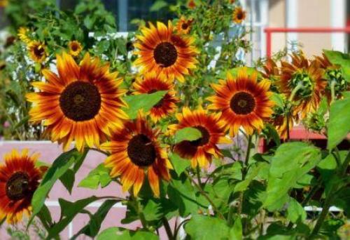 Как вырастить декоративный подсолнух. Выращивание декоративного подсолнуха на участке