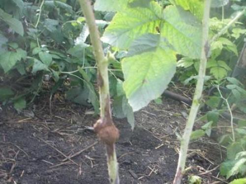 Рак стеблей малины. Основные симптомы