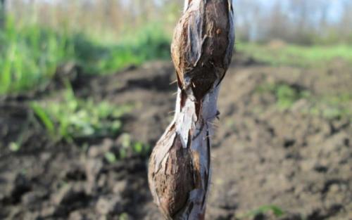 На корнях малины наросты на. Что такое галлица?