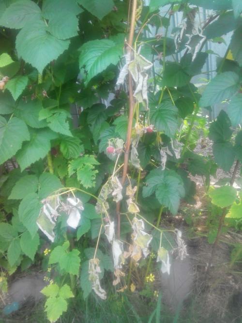 На корнях малины наросты на. Что такое галлица? 07