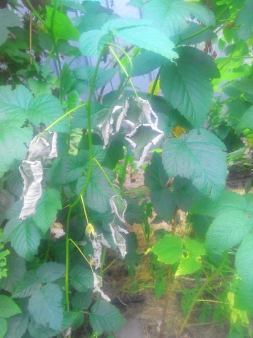 На корнях малины наросты на. Что такое галлица? 06